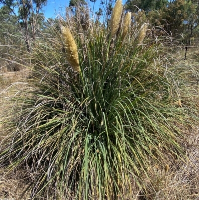 Cortaderia selloana (Pampas Grass) at Bruce Ridge - 31 Mar 2024 by SteveBorkowskis