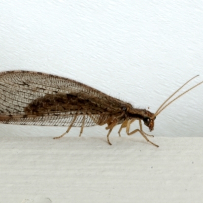 Stenosmylus tenuis (Osmylid lacewing) at Ainslie, ACT - 27 Mar 2024 by jb2602