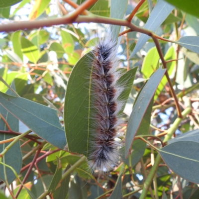 Anthela varia (Hairy Mary) at Lions Youth Haven - Westwood Farm - 29 Mar 2024 by HelenCross