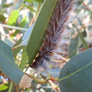 Anthela varia at Lions Youth Haven - Westwood Farm A.C.T. - 30 Mar 2024 10:35 AM