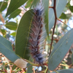 Anthela varia at Lions Youth Haven - Westwood Farm A.C.T. - 30 Mar 2024 10:35 AM