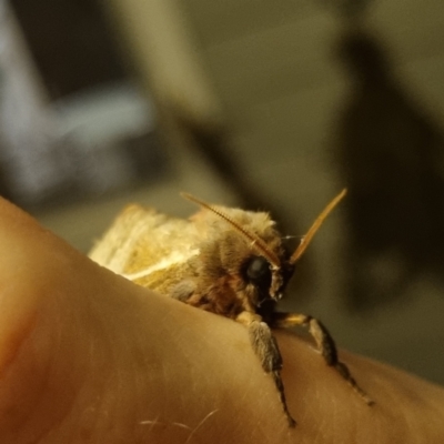 Oxycanus dirempta (Variable Oxycanus) at Bungendore, NSW - 31 Mar 2024 by clarehoneydove