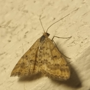 Scopula rubraria at QPRC LGA - 31 Mar 2024