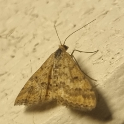 Scopula rubraria (Reddish Wave, Plantain Moth) at Bungendore, NSW - 31 Mar 2024 by clarehoneydove