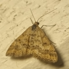 Scopula rubraria at QPRC LGA - 31 Mar 2024