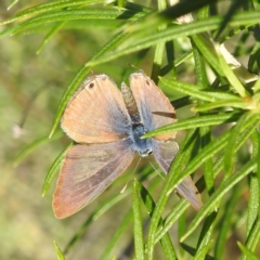 Lampides boeticus (Long-tailed Pea-blue) at McQuoids Hill - 30 Mar 2024 by HelenCross