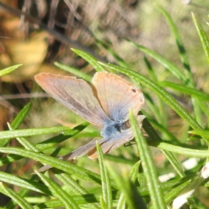 Lampides boeticus at McQuoids Hill NR (MCQ) - 31 Mar 2024