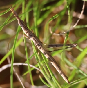 Heide sp. (genus) at QPRC LGA - 31 Mar 2024