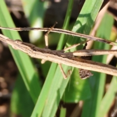 Heide sp. (genus) at QPRC LGA - suppressed