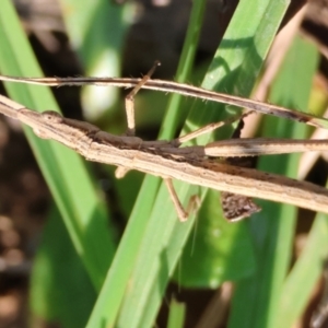 Heide sp. (genus) at QPRC LGA - 31 Mar 2024