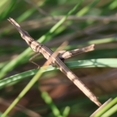 Heide sp. (genus) at QPRC LGA - 31 Mar 2024