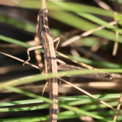 Heide sp. (genus) at QPRC LGA - suppressed