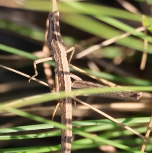 Heide sp. (genus) at QPRC LGA - 31 Mar 2024