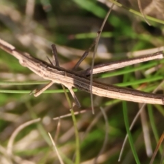 Heide sp. (genus) at QPRC LGA - 31 Mar 2024