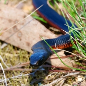 Pseudechis porphyriacus at QPRC LGA - 31 Mar 2024