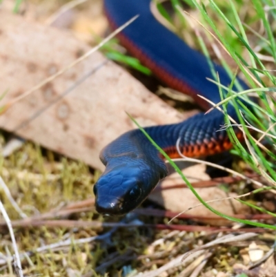 Pseudechis porphyriacus (Red-bellied Black Snake) at Mongarlowe, NSW - 31 Mar 2024 by LisaH