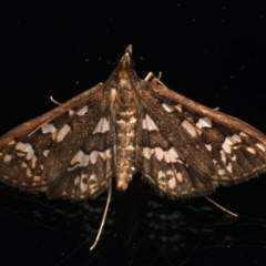 Ischnurges illustralis (A Crambid moth) at Ainslie, ACT - 27 Mar 2024 by jb2602
