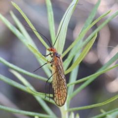 Chorista australis (Autumn scorpion fly) at McQuoids Hill NR (MCQ) - 31 Mar 2024 by HelenCross