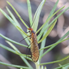 Chorista australis (Autumn scorpion fly) at McQuoids Hill - 30 Mar 2024 by HelenCross
