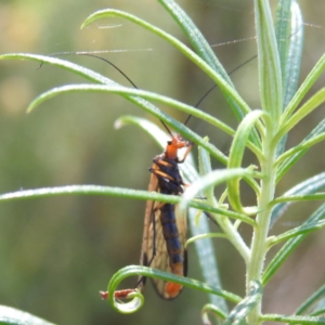 Chorista australis at McQuoids Hill NR (MCQ) - 31 Mar 2024