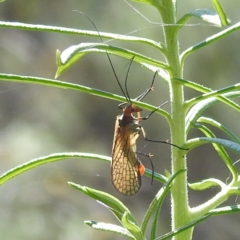 Chorista australis at McQuoids Hill NR (MCQ) - 31 Mar 2024