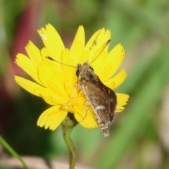 Taractrocera papyria (White-banded Grass-dart) at Mongarlowe River - 31 Mar 2024 by LisaH