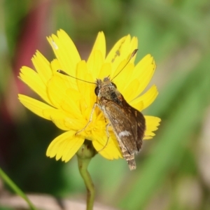 Taractrocera papyria at QPRC LGA - 31 Mar 2024