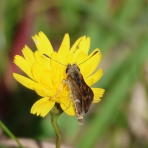 Taractrocera papyria at QPRC LGA - 31 Mar 2024