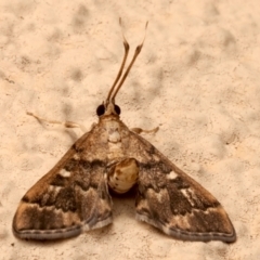 Nacoleia rhoeoalis (A Crambid moth (Spilomelinae) at Ainslie, ACT - 27 Mar 2024 by jb2602