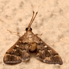 Nacoleia rhoeoalis (Spilomelinae) at Ainslie, ACT - 27 Mar 2024 by jb2602