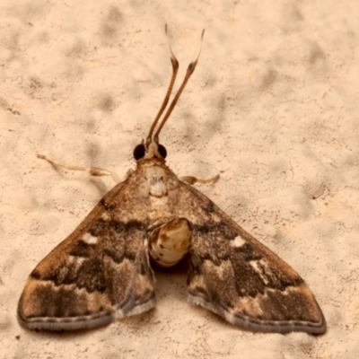 Nacoleia rhoeoalis (A Crambid moth (Spilomelinae) at Ainslie, ACT - 27 Mar 2024 by jb2602