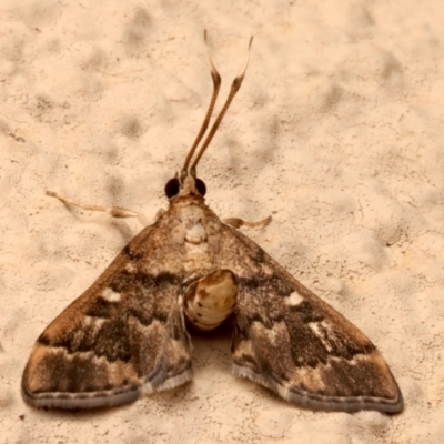 Nacoleia rhoeoalis (Spilomelinae) at Ainslie, ACT - 27 Mar 2024 by jb2602