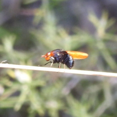 Depressa sp. (genus) (Lauxaniid fly) at McQuoids Hill - 30 Mar 2024 by HelenCross