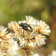 Lucilia sp. (genus) (A blowfly) at McQuoids Hill - 30 Mar 2024 by HelenCross