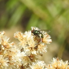 Lucilia sp. (genus) at McQuoids Hill NR (MCQ) - 31 Mar 2024 10:54 AM