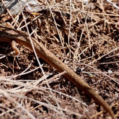 Saproscincus mustelinus at Moruya, NSW - 30 Mar 2024 by LisaH