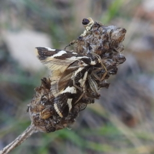 Epithymema incomposita at Black Mountain Peninsula (PEN) - 31 Mar 2024