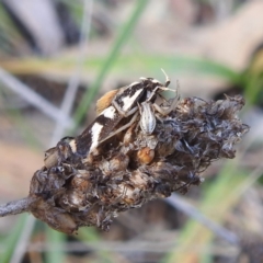 Runcinia acuminata (Pointy Crab Spider) at Lake Burley Griffin West - 31 Mar 2024 by HelenCross