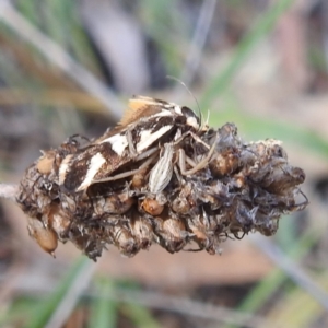 Runcinia acuminata at Black Mountain Peninsula (PEN) - 31 Mar 2024