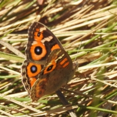 Junonia villida (Meadow Argus) at Lake Burley Griffin West - 31 Mar 2024 by HelenCross