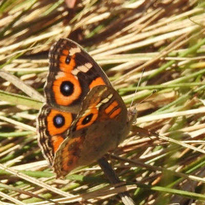 Junonia villida (Meadow Argus) at Acton, ACT - 31 Mar 2024 by HelenCross