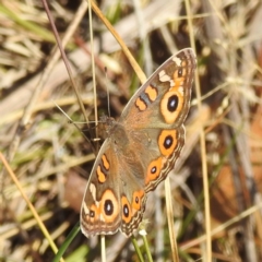 Junonia villida at Undefined Area - 31 Mar 2024 11:50 AM