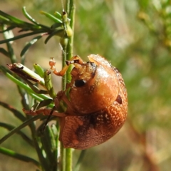 Paropsisterna sp. (genus) (A leaf beetle) at Lake Burley Griffin West - 31 Mar 2024 by HelenCross