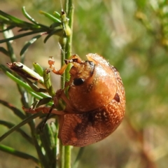 Unidentified Leaf beetle (Chrysomelidae) at Lake Burley Griffin West - 31 Mar 2024 by HelenCross
