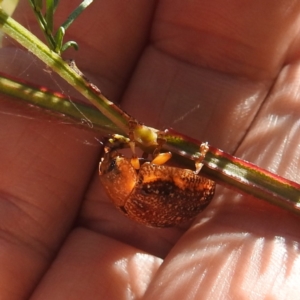 Paropsisterna sp. (genus) at Lake Burley Griffin West - 31 Mar 2024