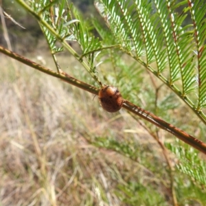 Paropsisterna sp. (genus) at Lake Burley Griffin West - 31 Mar 2024