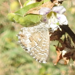 Theclinesthes serpentata at Undefined Area - 31 Mar 2024 12:07 PM