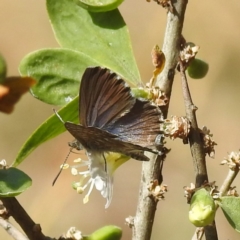 Theclinesthes serpentata at Black Mountain Peninsula (PEN) - 31 Mar 2024 12:07 PM