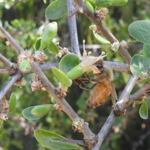 Apis mellifera at Black Mountain Peninsula (PEN) - 31 Mar 2024