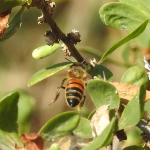 Apis mellifera at Black Mountain Peninsula (PEN) - 31 Mar 2024